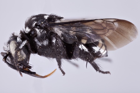 [Thyreomelecta siberica male (lateral/side view) thumbnail]